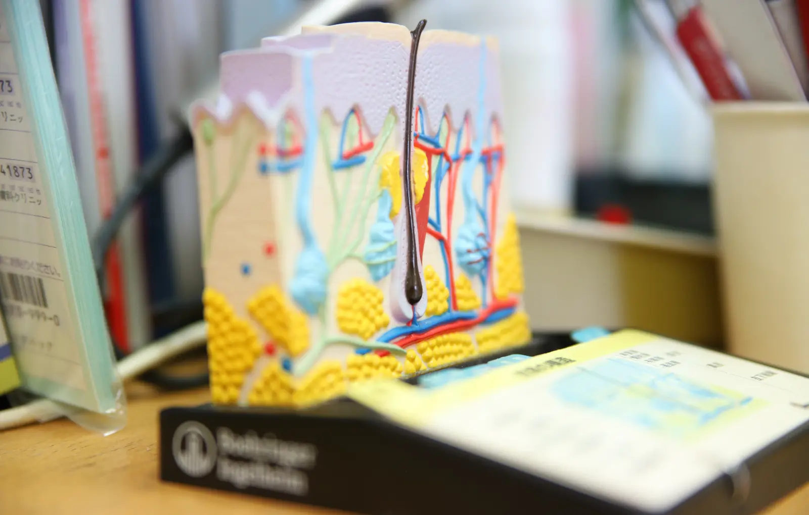 皮膚の構造を示した断面模型